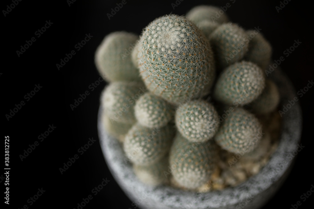 Cactus Background Cactus Background