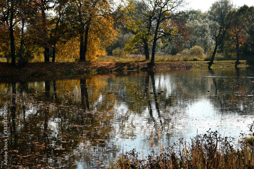 Fototapeta premium autumn in the park