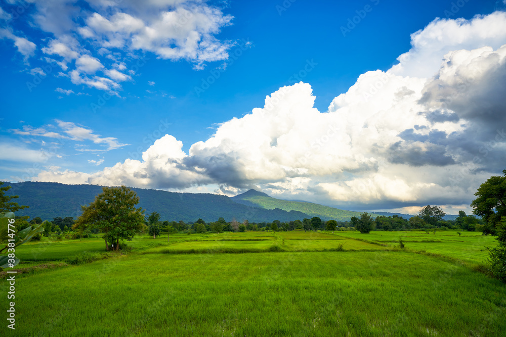 Obraz premium Rice fields farm of countryside of thailand