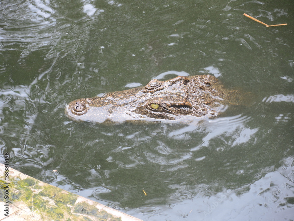 alligator in a pond alligator in a pond