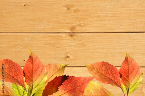 Background from decorative yellow natural wooden wall with colorful bright vine leaves close up