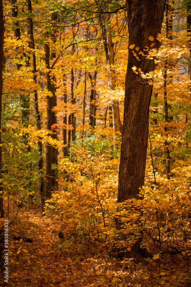 autumn forest in the afternoon