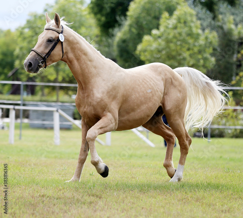  Purebred horse runs gallop in summer corral between metal fences
