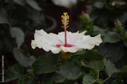 white hibiscus in the garden
