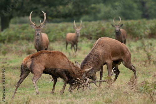 Young red stag deer watching two mature stags fighting photo