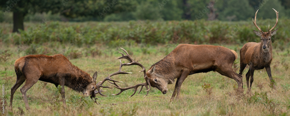 Εκτύπωση καμβά Young red stag deer watching two mature stags fighting