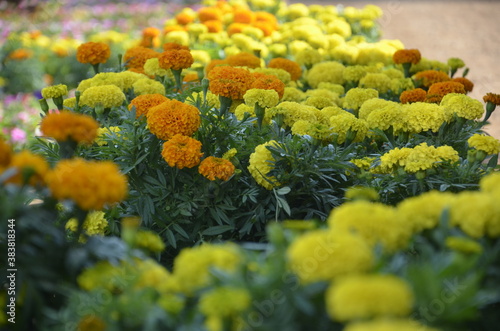 yellow and orange marigold