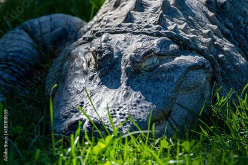 An American alligator closeup of his head and front legs while he sleeps in a grassy field