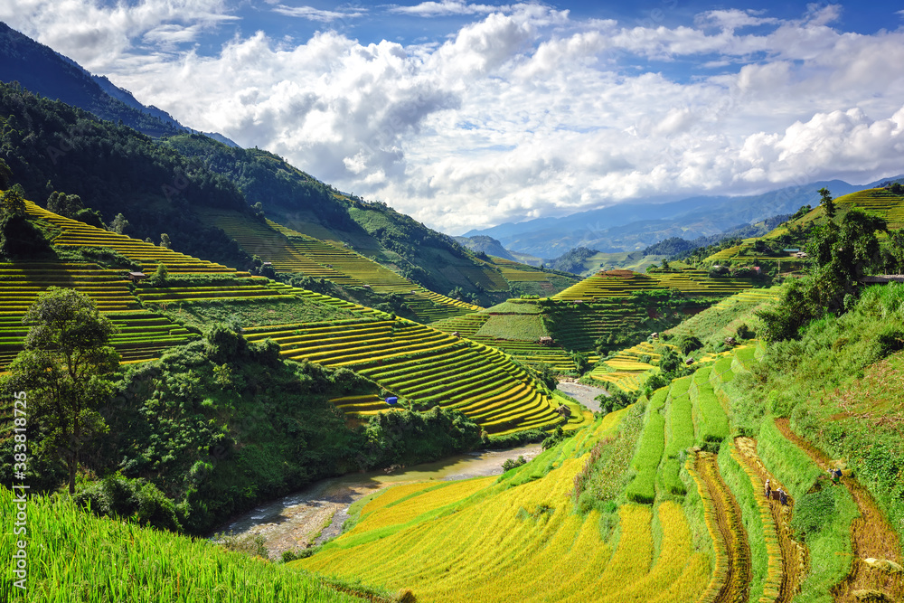 Terraced rice fields on harvesting season in Mu Cang Chai, Yen Bai province, Vietnam