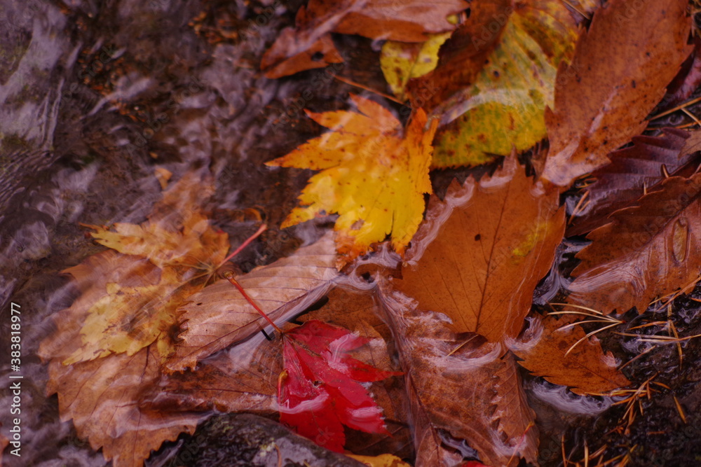 紅葉 紅葉