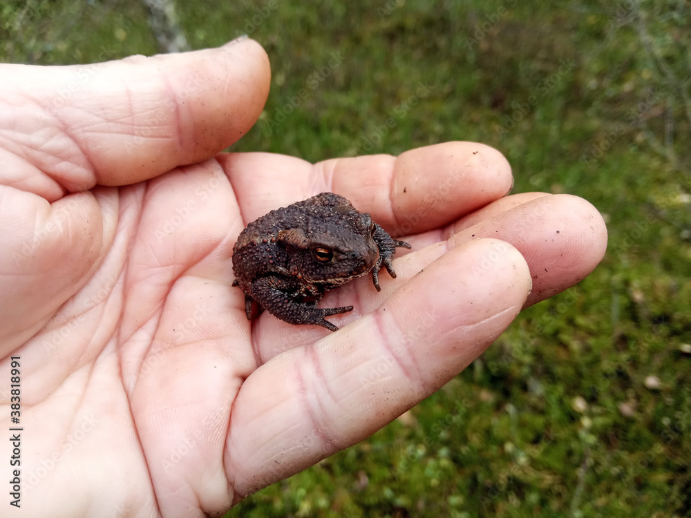 Small forest toad in the palm of an elderly man, close-up