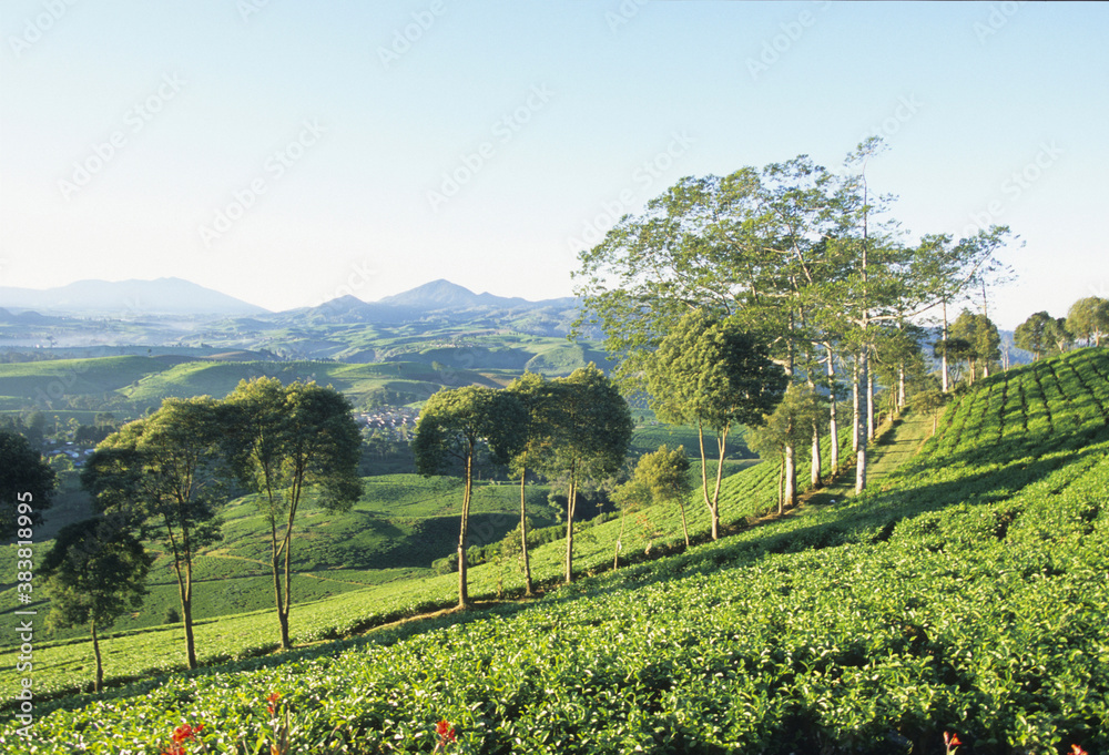 ジャワ島の茶畑