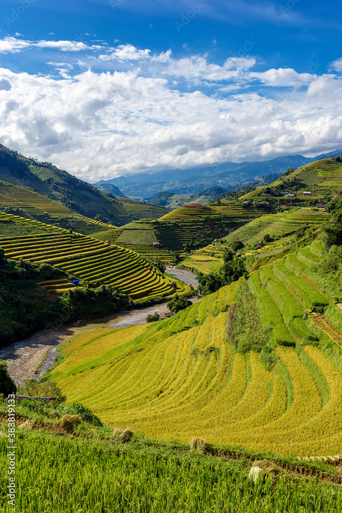 Terraced rice fields on harvesting season in Mu Cang Chai, Yen Bai province, Vietnam