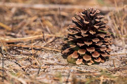 A pine cone sitting in the sand near Gordon's Pond in Delaware surrounded by pine needles and grass