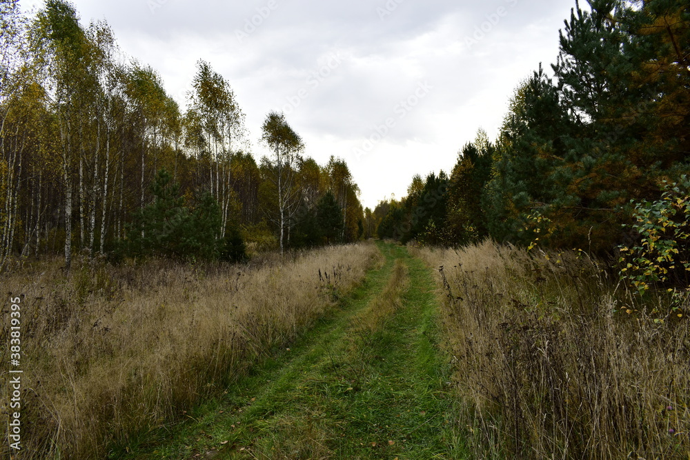 trees and grass in autumn