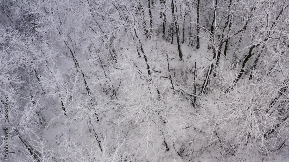 Slow aerial dolly forward of a mystical winter forest setting below. Hoar frost on tree's. 4K. Slow aerial dolly forward of a mystical winter forest setting below. Hoar frost on tree's. 4K.