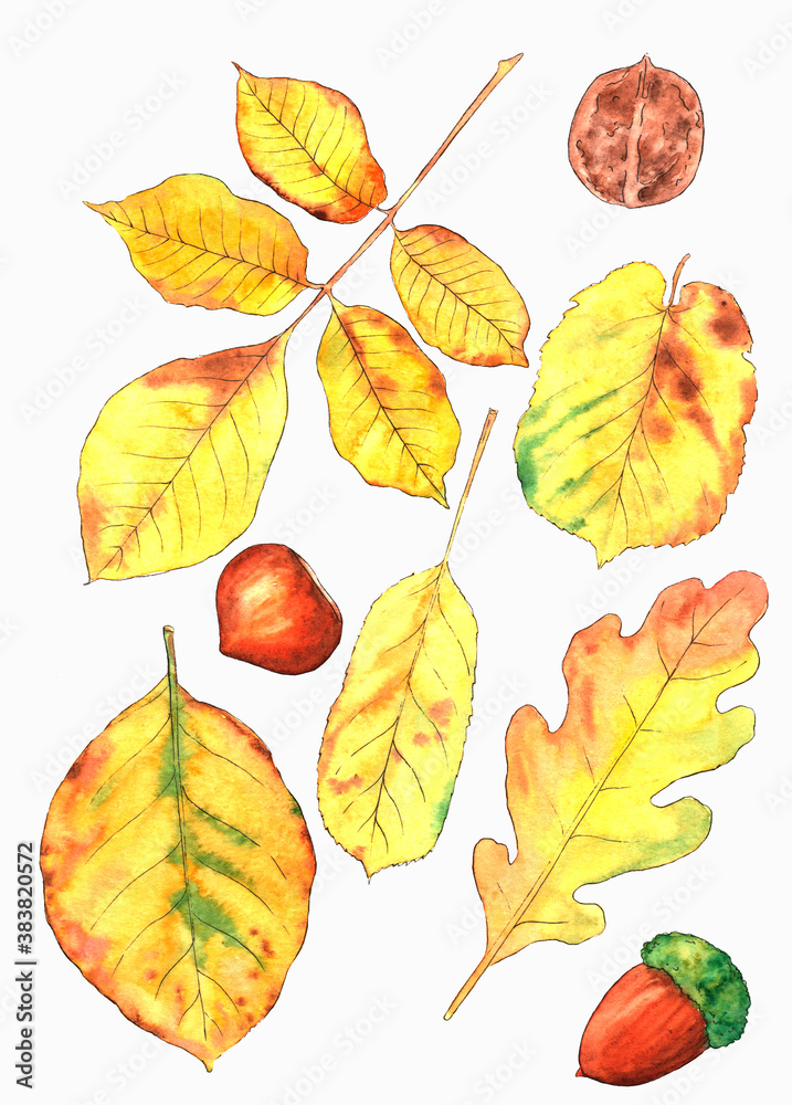Watercolor collection with autumn leaves and nuts