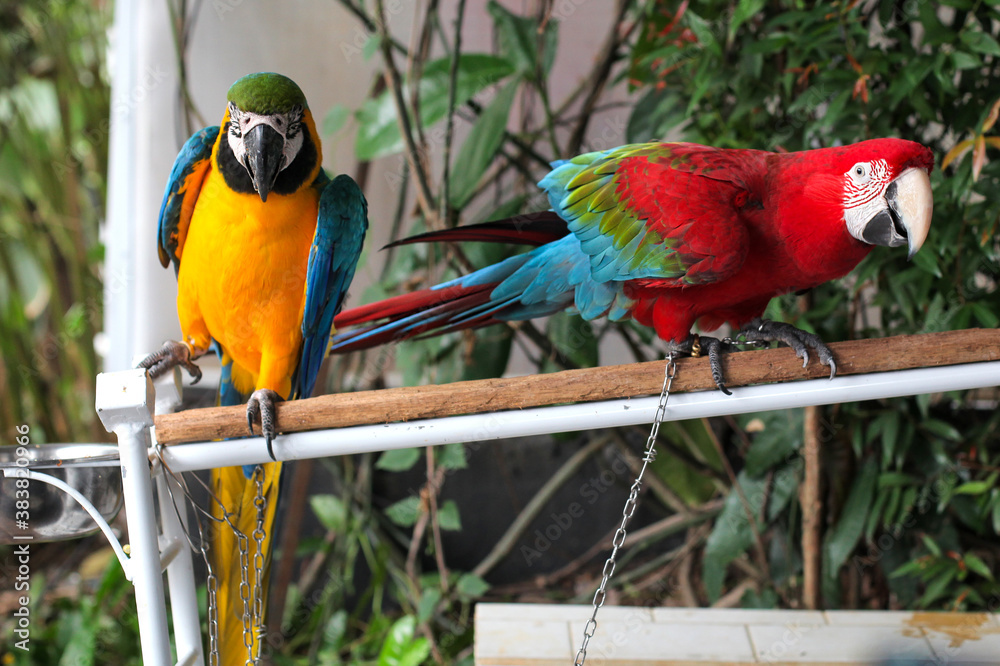 Obraz premium Beautiful scene of macaw couple