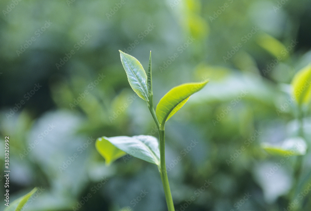 お茶の新芽 お茶の新芽