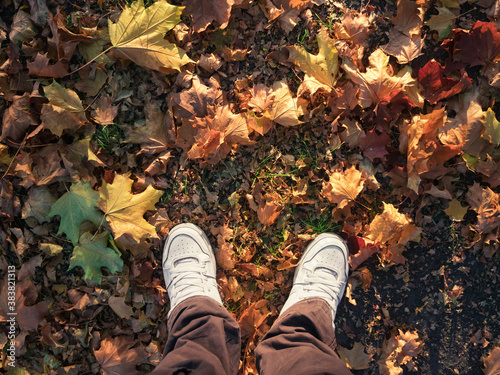 Top view on shoes and maple leaves on green grass at autumn park