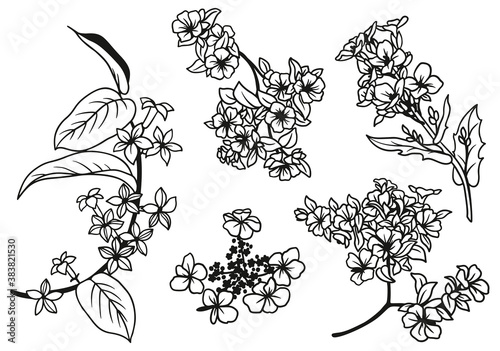 Set of hand drawn tiny flowers and leaves