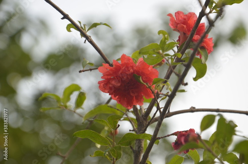 pomegrante flower