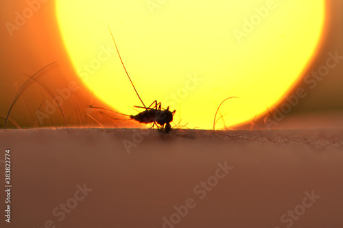 Mosquito sucking blood photo