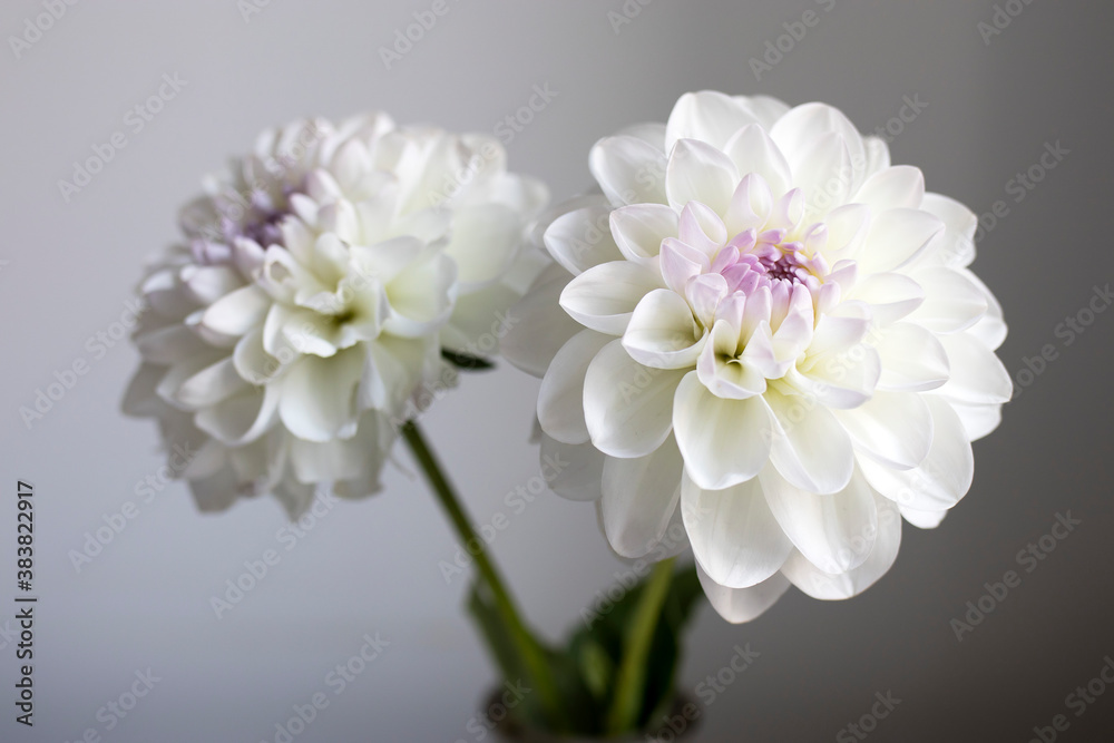 Two white dahlias on a gray backdrop