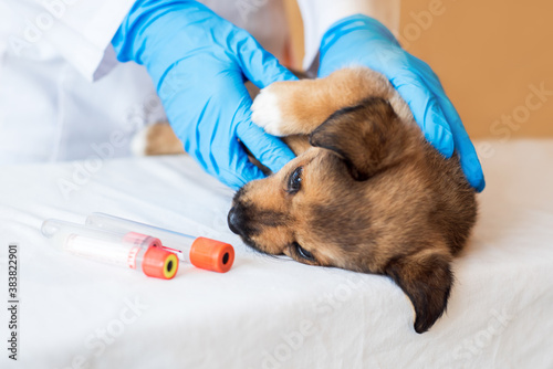 Female vet holding cute puppy in hospital