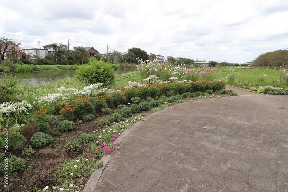 日本の元荒川河川敷公園に咲く花畑