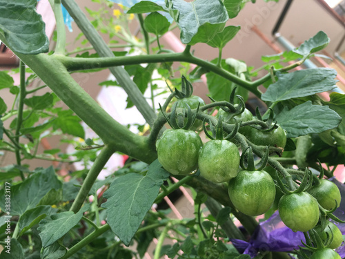 まだ青いミニトマト