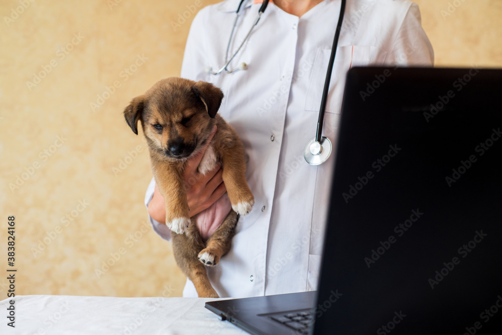 Online consultation with a veterinarian, vet doctor holding a puppy - obrazy, fototapety, plakaty 