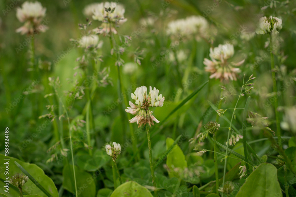 Trifolium pratense, the white clover in the meadow. Trifolium pratense, the white clover in the meadow.