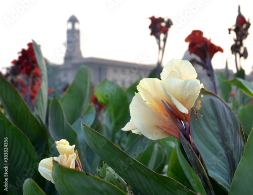 canna flower