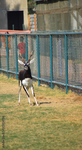 A male Blackbuck also known as Antelope, close up, Big horned wild male blackbuck