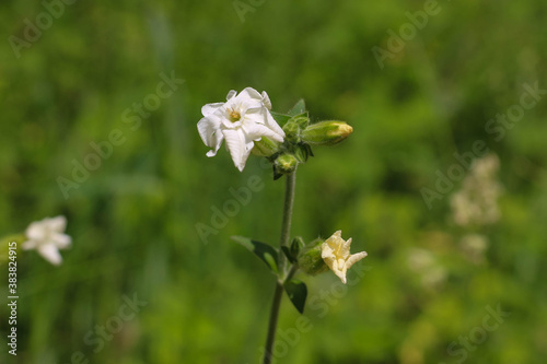 Nicotiana obtusifolia  or desert tobacco white flowers in summer in a meadow.