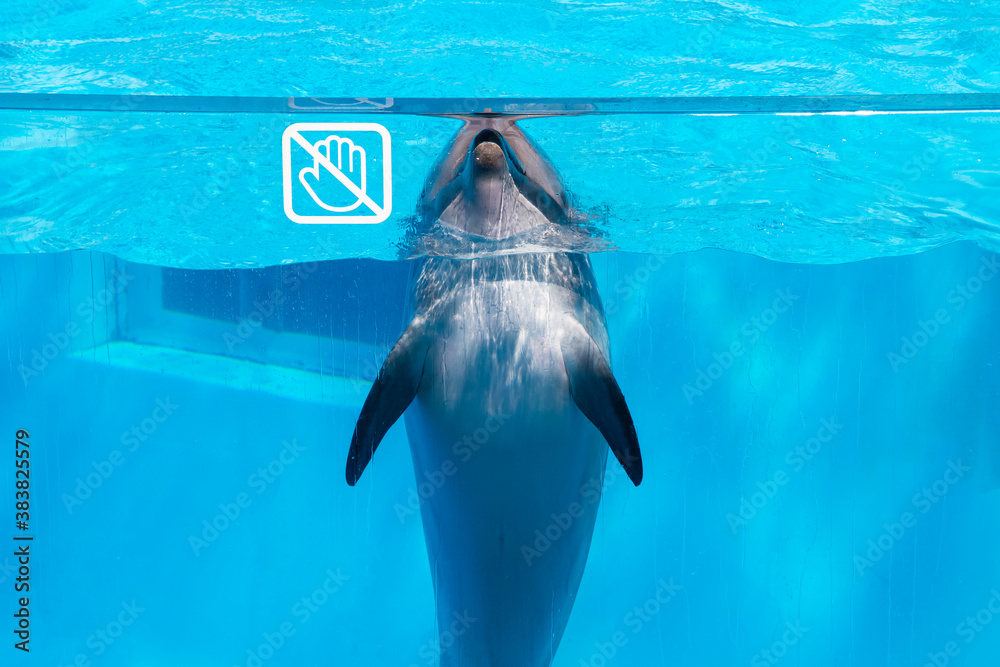 dolphin at the glass wall in the pool with blue water Stock Photo