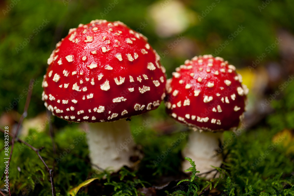 Fototapeta premium agaric amanita muscaia mushroom detail in forest autumn 