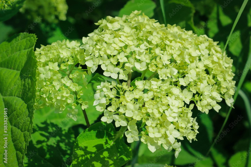 Wonderful blooming white Hydrangea arborescens, commonly known as smooth hydrangea Wonderful blooming white Hydrangea arborescens, commonly known as smooth hydrangea