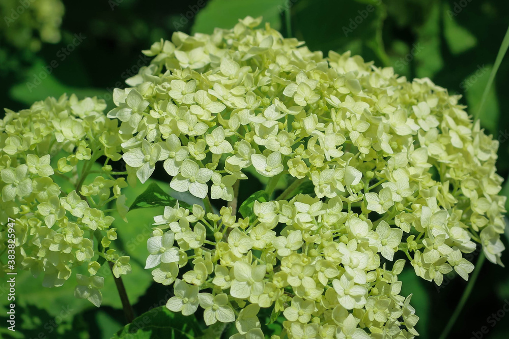 Wonderful blooming white Hydrangea arborescens, commonly known as smooth hydrangea Wonderful blooming white Hydrangea arborescens, commonly known as smooth hydrangea