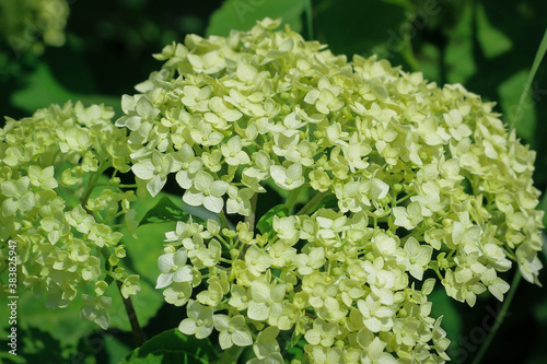 Wonderful blooming white Hydrangea arborescens, commonly known as smooth hydrangea