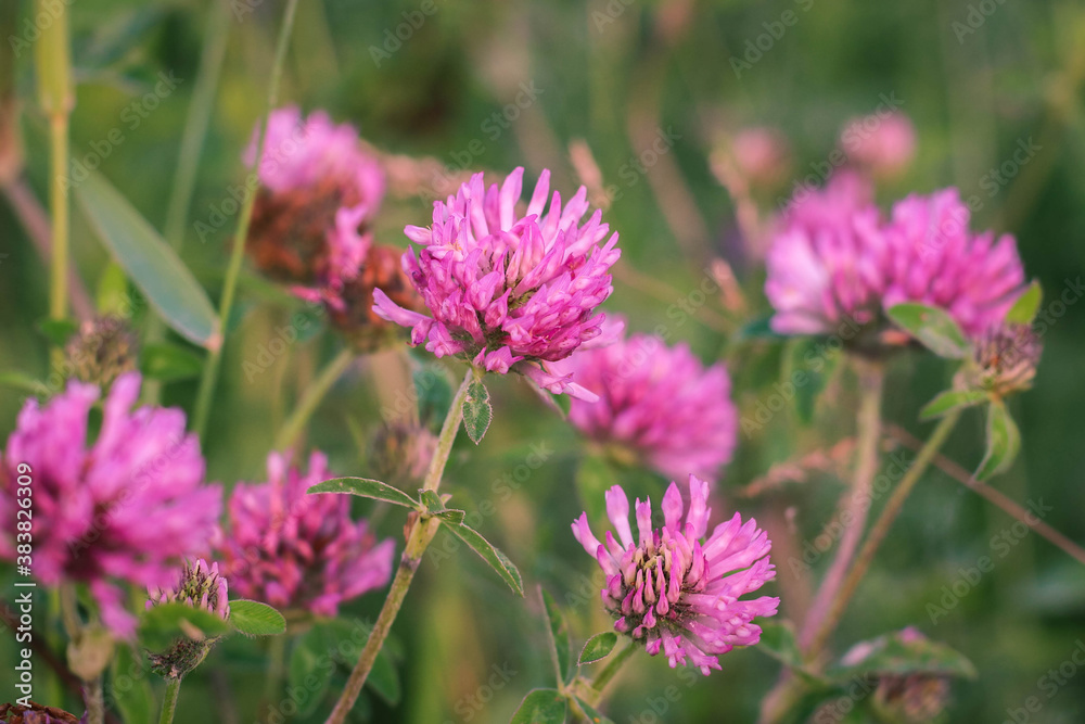 Trifolium pratense, the pink clover in the meadow Trifolium pratense, the pink clover in the meadow