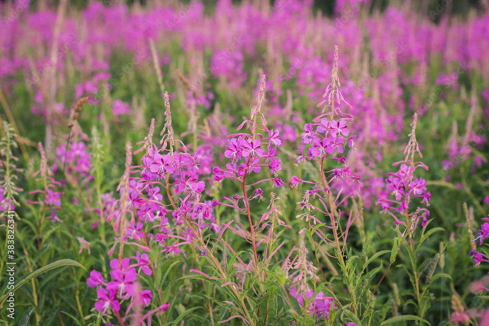 Obraz premium Chamaenerion angustifolium, a Fireweed blooming in the meadow.