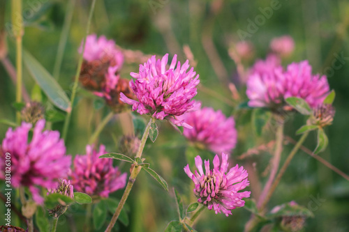 Trifolium pratense, the pink clover in the meadow