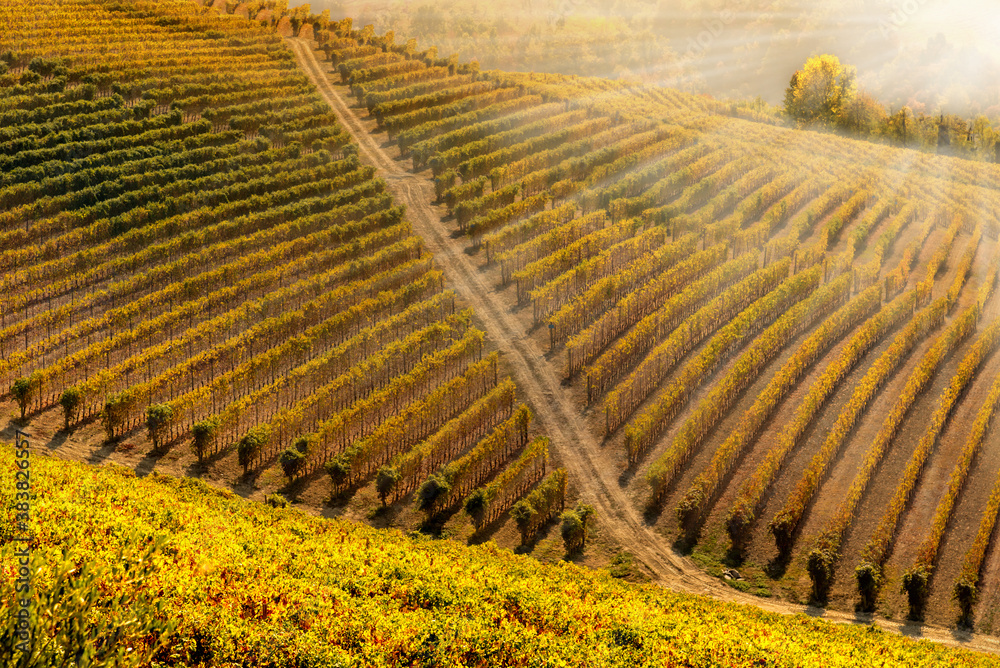 Vineyards on the hills of the Langhe, Piedmont, Italy with warm autumn colors