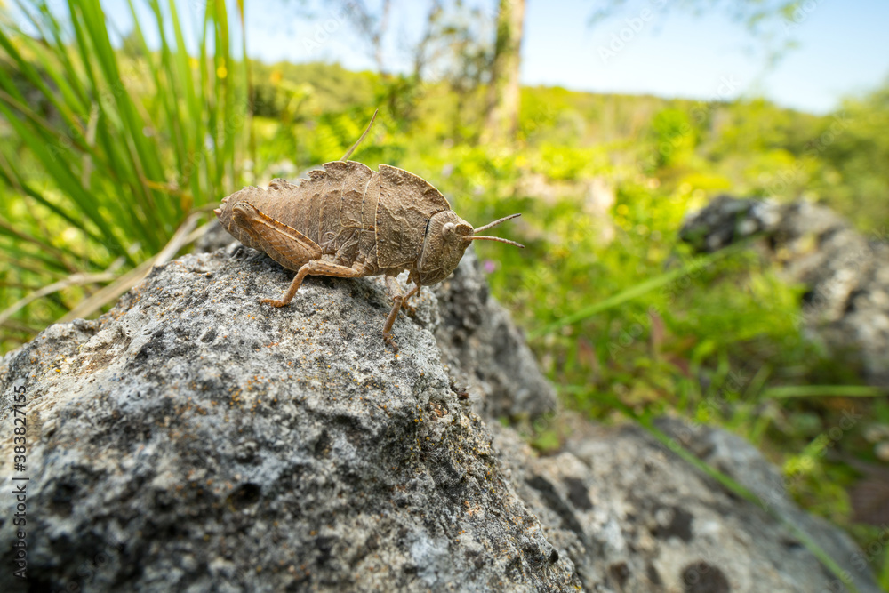 wide angle close up of a grasshopper that look like a stone.