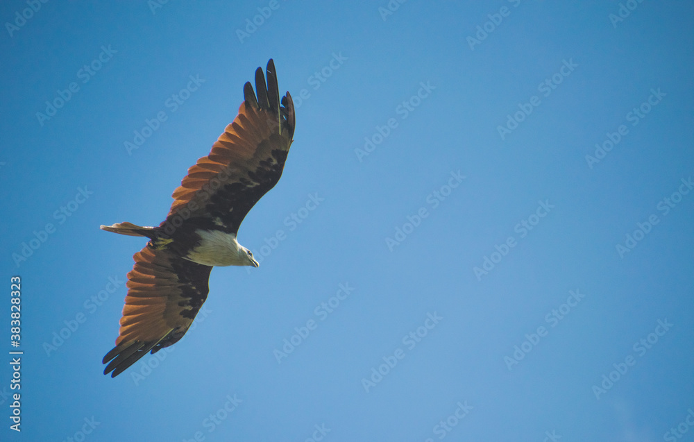 Obraz premium Flying Eagle