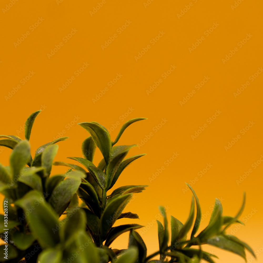 bamboo leaves bamboo leaves