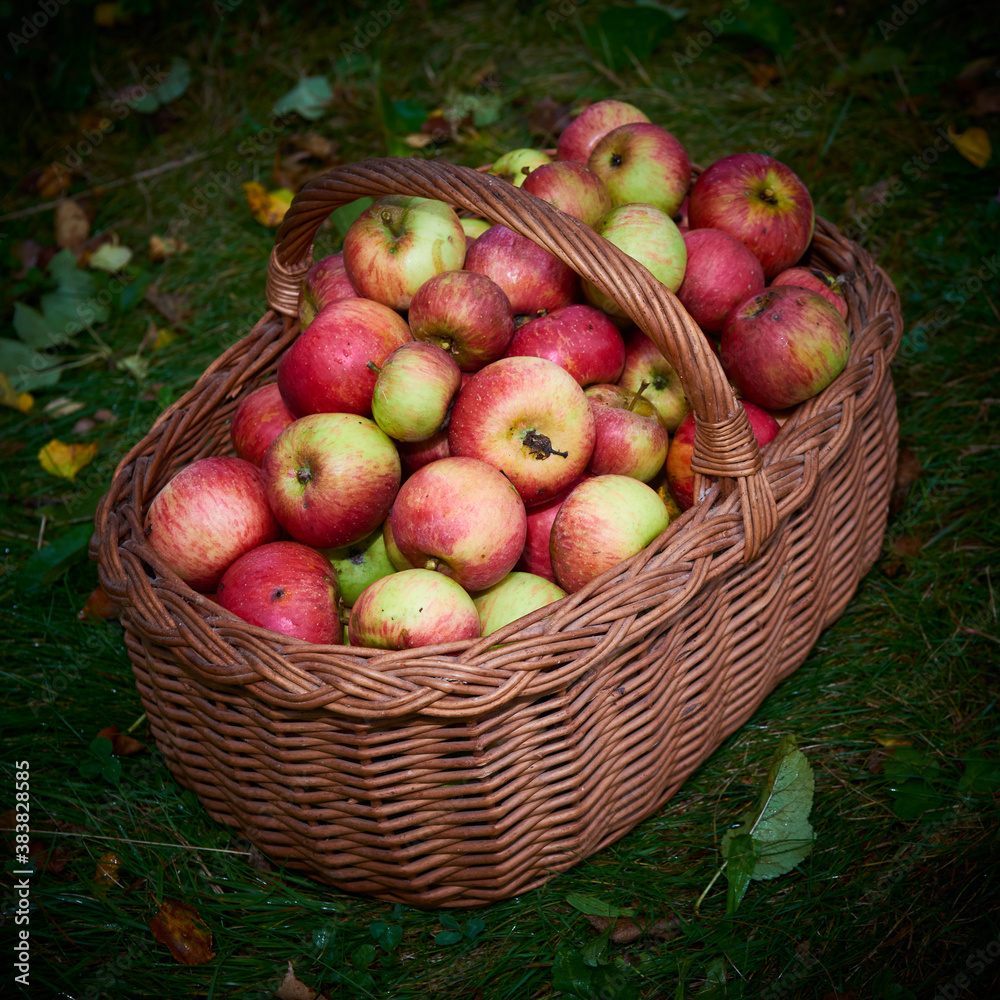 Apple harvest background, wicker basket on green wet grass after rain, top view
Apple harvest background, wicker basket on green wet grass after rain, top view