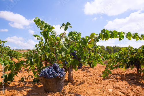 bobal harvesting with wine grapes harvest photo